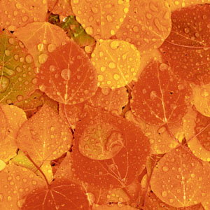 Tissue-Serviette 24 x 24 cm Rainy Leaves 3-lagig, 240 Stk/Krt (12 x 20 Stk)