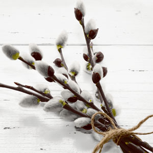 Tissue Napkin 33 x 33 cm Wild Willow 3-ply, 240 pcs/box (12 x 20 pcs)