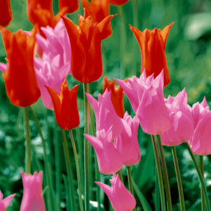 Tissue-Serviette 33 x 33 cm Garden Tulips 3-lagig, 240 Stk/Krt (12 x 20 Stk)
