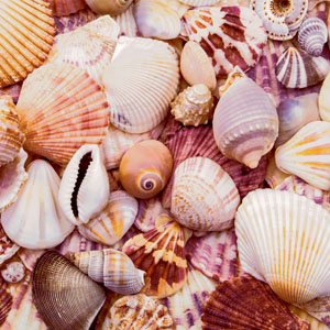 Tissue Napkin 33 x 33 cm Seashells 3-ply, 240 pcs/box (12 x 20 pcs)
