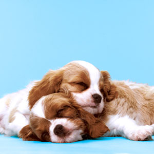Tissue-Serviette 33 x 33 cm Puppy Love 3-lagig, 240 Stk/Krt (12 x 20 Stk)