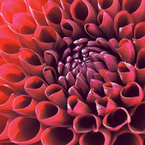 Tissue-Serviette 33 x 33 cm Dahlia Delight 3-lagig, 240 Stk/Krt (12 x 20 Stk)