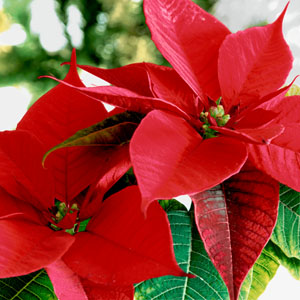 Tissue-Serviette 33 x 33 cm Blooming red 3-lagig, 240 Stk/Krt (12 x 20 Stk)
