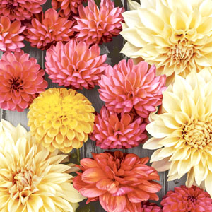 Tissue-Serviette 24 x 24 cm Soft Dahlias 3-lagig, 240 Stk/Krt (12 x 20 Stk)