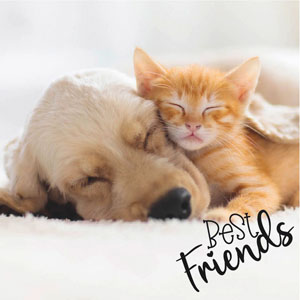 Tissue Napkin 33 x 33 cm Dog & Cat 3-ply, 240 pcs/box (12 x 20 pcs)