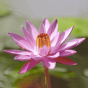 Tissue-Serviette 33 x 33 cm Lotus Pink 3-lagig, 240 Stk/Krt (12 x 20 Stk)