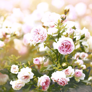Tissue-Serviette 33 x 33 cm Rose Dream 3-lagig, 240 Stk/Krt (12 x 20 Stk)