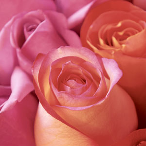 Tissue-Serviette 33 x 33 cm Rose Joy 3-lagig, 240 Stk/Krt (12 x 20 Stk)