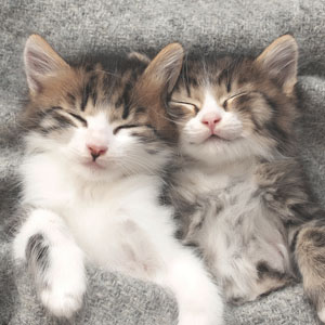Tissue-Serviette 33 x 33 cm Sleepy Cats 3-lagig, 240 Stk/Krt (12 x 20 Stk)