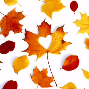 Tissue Napkin 33 x 33 cm Autumn Love 3-ply, 240 pcs/box (12 x 20 pcs)
