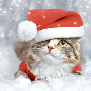 Tissue-Serviette 33 x 33 cm Kitten Christmas 3-lagig, 240 Stk/Krt (12 x 20 Stk)