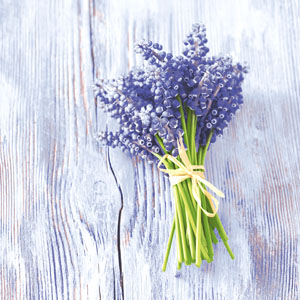 Tissue-Serviette 33 x 33 cm Muscari bundle 3-lagig, 240 Stk/Krt (12 x 20 Stk)