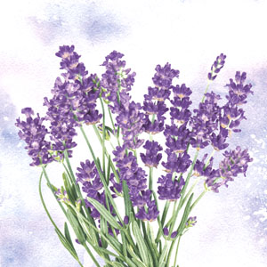 Serviette ouate 33 x 33 cm Lavender oasis 3 plis, 240 pc/carton (12 x 20 pc)