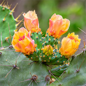 Tissue Napkin 33 x 33 cm Cacti floral 3-ply, 240 pcs/box (12 x 20 pcs)