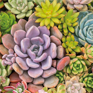 Tissue Napkin 33 x 33 cm Succulents 3-ply, 240 pcs/box (12 x 20 pcs)