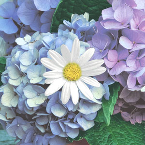 Tissue Napkin 33 x 33 cm Floral cascade 3-ply, 240 pcs/box (12 x 20 pcs)