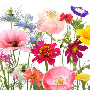 Tissue Napkin 33 x 33 cm Wildflower garden 3-ply, 240 pcs/box (12 x 20 pcs)