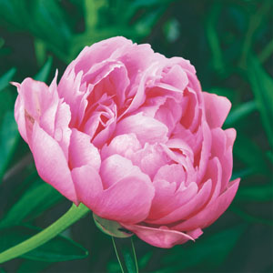 Tissue Napkin 33 x 33 cm Elegant peony 3-ply, 240 pcs/box (12 x 20 pcs)