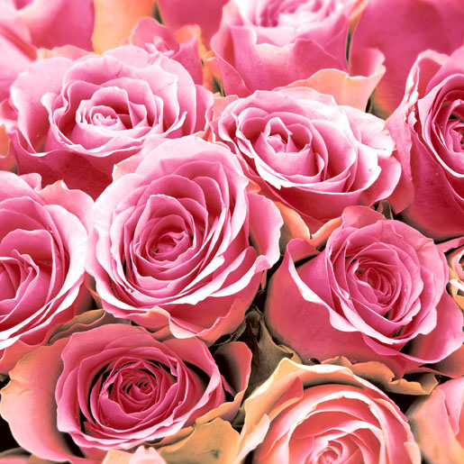 Tissue Napkin 33 x 33 cm Pink Roses 3-ply, 240 pcs/box (12 x 20 pcs)