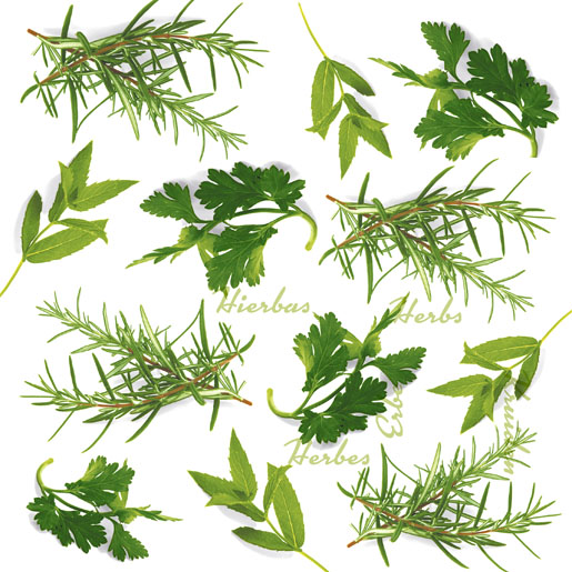 Tissue Napkin 33 x 33 cm Herbs 3-ply, 240 pcs/box (12 x 20 pcs)
