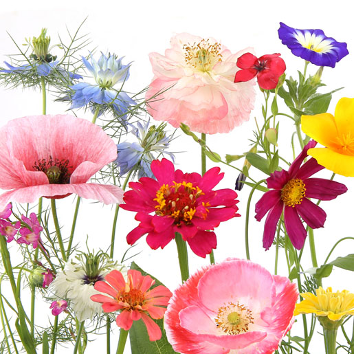 Tissue Napkin 33 x 33 cm Wildflower garden 3-ply, 240 pcs/box (12 x 20 pcs)