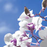 Tissue serviet 33 x 33 cm Sky Orchid 3-lags, 240 Stk/kart (12 x 20 Stk)