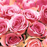 Tissue Napkin 33 x 33 cm Pink Roses 3-ply, 240 pcs/box (12 x 20 pcs)