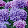 Tissue-Serviette 33 x 33 cm Lilac Hydrangea 3-lagig, 240 Stk/Krt (12 x 20 Stk)