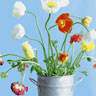 Tissue Napkin 33 x 33 cm Poppies 3-ply, 240 pcs/box (12 x 20 pcs)