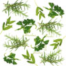 Tissue Napkin 33 x 33 cm Herbs 3-ply, 240 pcs/box (12 x 20 pcs)