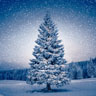 Tissue Napkin 33 x 33 cm Magic Tree 3-ply, 240 pcs/box (12 x 20 pcs)