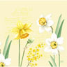 Dunisoft® Napkin 40 x 40 cm Spring Daffodil, 144 pcs/box (12 x 12 pcs)