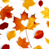 Tissue Napkin 33 x 33 cm Autumn Love 3-ply, 240 pcs/box (12 x 20 pcs)