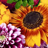 Tissue-Serviette 33 x 33 cm Late Summer 3-lagig, 240 Stk/Krt (12 x 20 Stk)