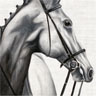 Tissue Napkin 33 x 33 cm Elegant horse 3-ply, 240 pcs/box (12 x 20 pcs)